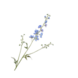 SILK-KA Delphinium Branch Lavender | 101 cm - Copy