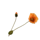 SILK-KA Ramo di papavero arancione | 74 cm
