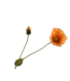 SILK-KA Klaproos Tak Oranje | 74 cm