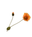 SILK-KA Mohnzweig Orange | 74 cm