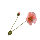 SILK-KA Salmone Poppy Branch | 74 cm
