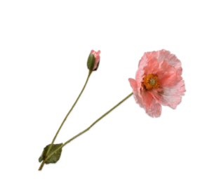 SILK-KA Salmone Poppy Branch | 74 cm