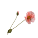 SILK-KA Salmone Poppy Branch | 74 cm