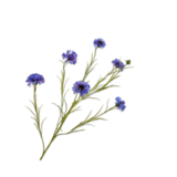 SILK-KA Ramo di fiordaliso viola | 92 cm