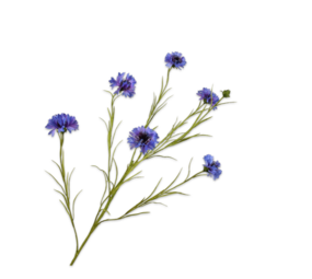 SILK-KA Korenbloem Tak Paars | 92 cm