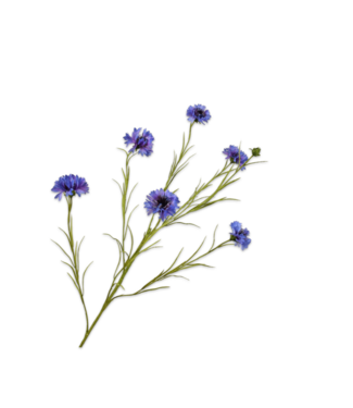 SILK-KA Ramo di fiordaliso viola | 92 cm