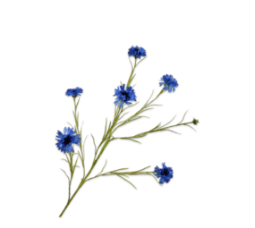 SILK-KA Rama de aciano azul | 92 cm