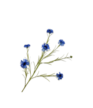 SILK-KA Korenbloem Tak Blauw | 92 cm