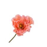 SILK-KA Salmone Poppy Branch | 76 cm