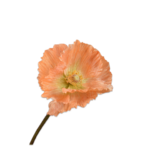 SILK-KA Oransje stilkvalmue | 63 cm