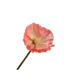 SILK-KA Valmuestammelaks | 63 cm