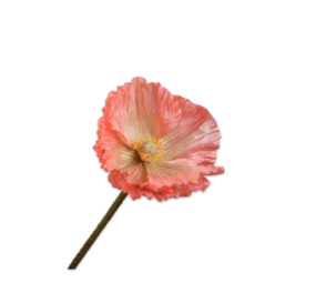 SILK-KA Valmuestammelaks | 63 cm