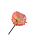 SILK-KA Poppy Stem Salmon | 63 cm