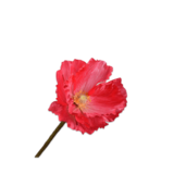 SILK-KA Poppy Steel Beauty | 63 cm