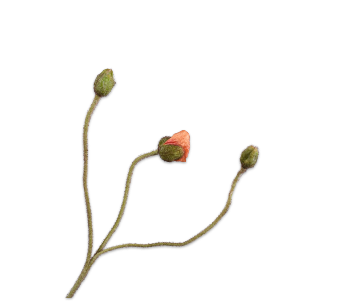 SILK-KA Tige de pavot pêche | 87 cm