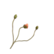 SILK-KA Poppy Stem Peach | 87 cm