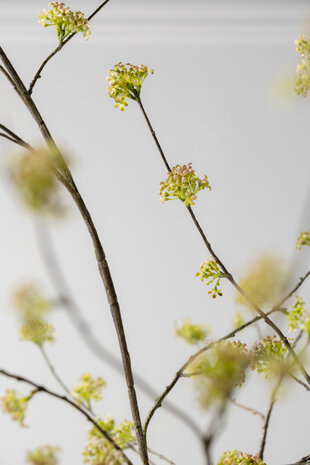 SILK-KA Ramo di spirea verde | 160 cm