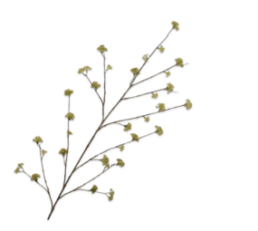 SILK-KA Grüner Spierstrauchzweig | 160 cm