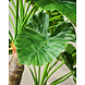 SILK-KA Alocasia Vert | 170cm
