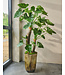SILK-KA Alocasia Green | 170 cm