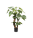 SILK-KA Alocasia Grün | 170 cm