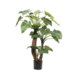 SILK-KA Verde Alocasia | 170cm