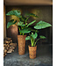 SILK-KA Alocasia Verde | 124 cm