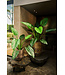 SILK-KA Alocasia Green | 91 cm