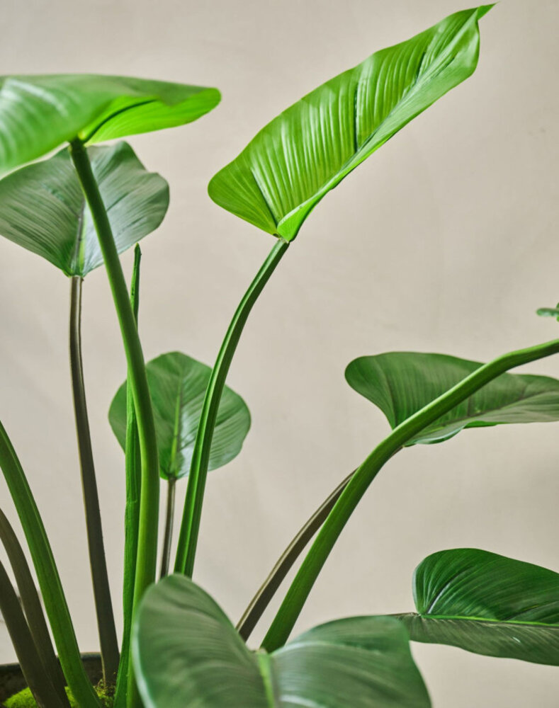 SILK-KA Alocasía Verde | 122cm SILK-KA Alocasía Verde | 122cm