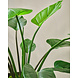 SILK-KA Alocasia Green | 122 cm SILK-KA Alocasia Green | 122 cm
