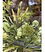 SILK-KA Kunstbloemen boeket "Pure Serenity''