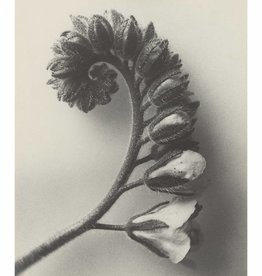 Foam Editions Karl Blossfeldt - Heliotrope