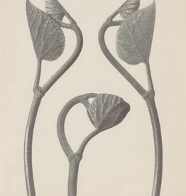 Foam Editions Karl Blossfeldt - Birthwort (Aristolochia)