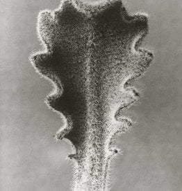 Foam Editions Karl Blossfeldt - Hairy Catsear