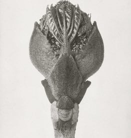 Foam Editions Karl Blossfeldt - Flowering Ash