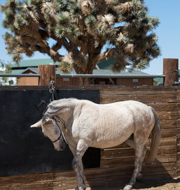 Foam Editions Heleen Peeters - Horse, 2020