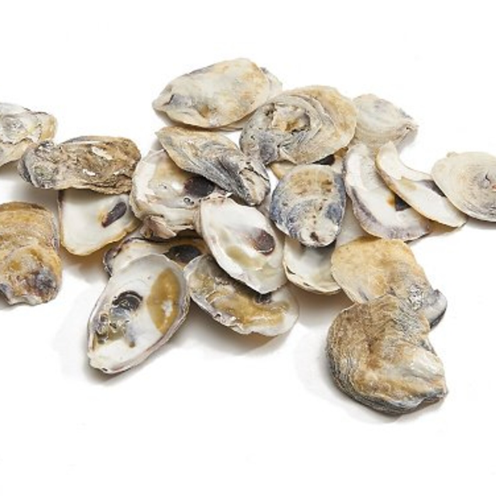 Oesterschelp Talaba