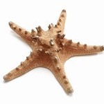 Starfish Philippine natural