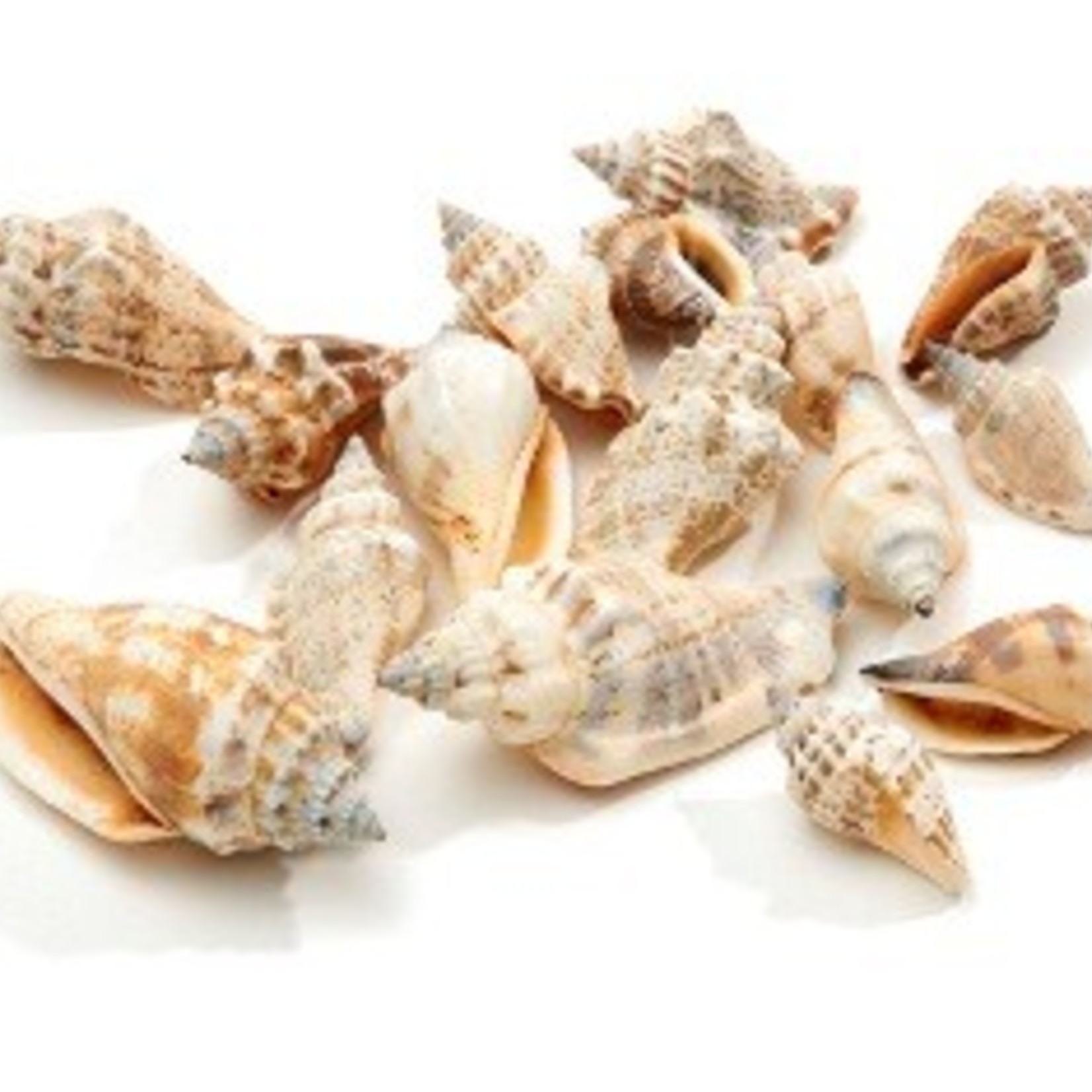 Shell Strombus Urceus