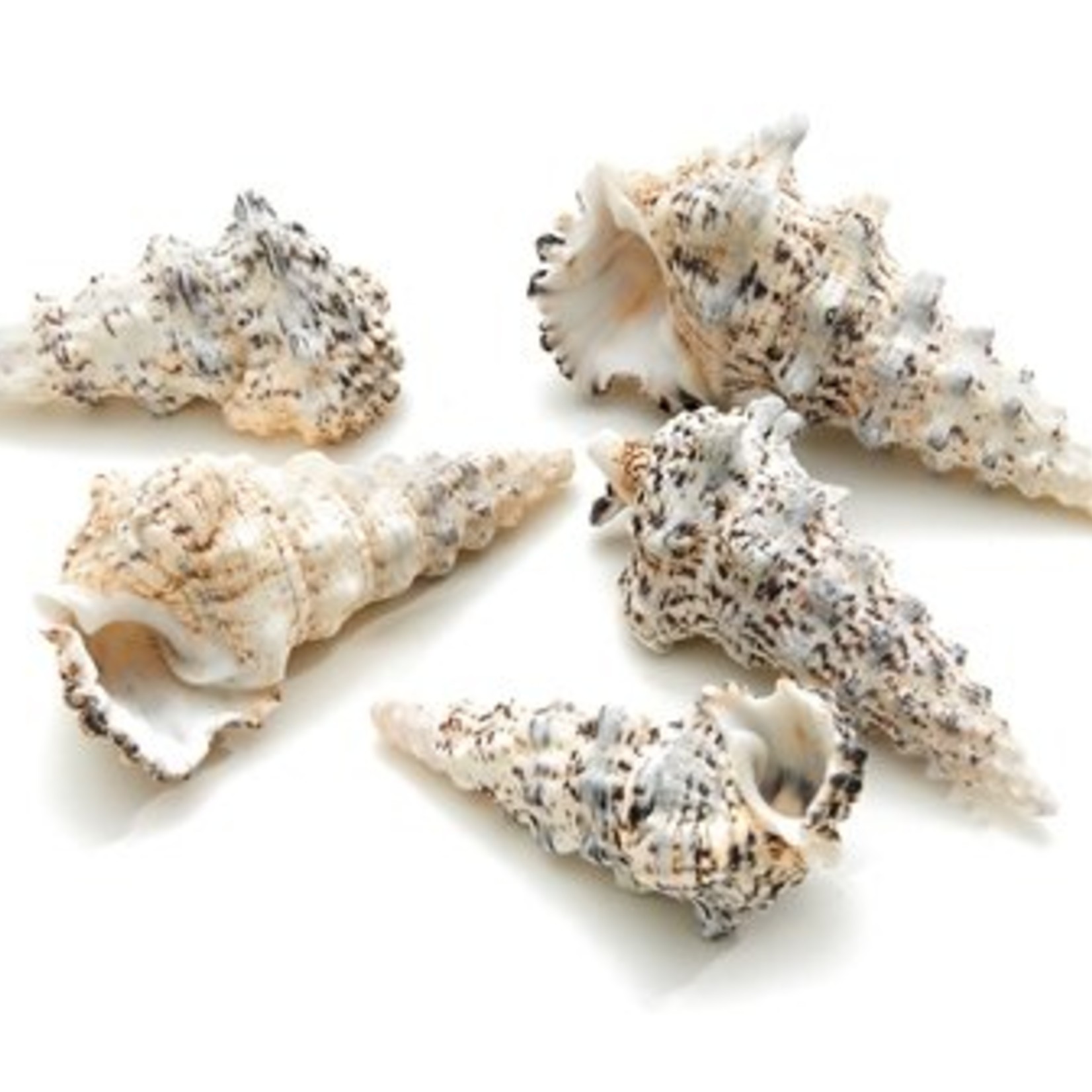 Schelp Cerithium Nodelosum 1 kg