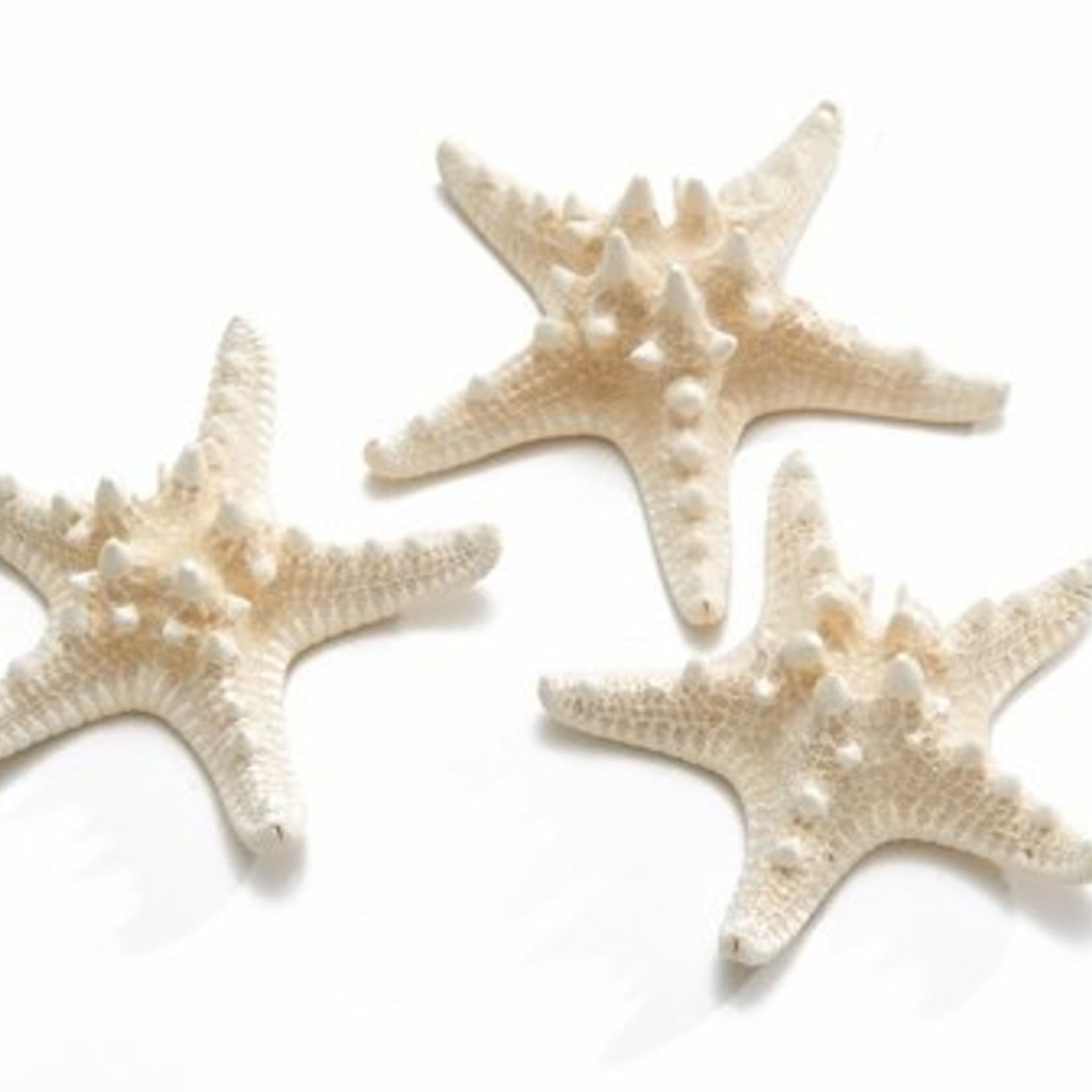 Philippine starfish bleached 10-15 cm