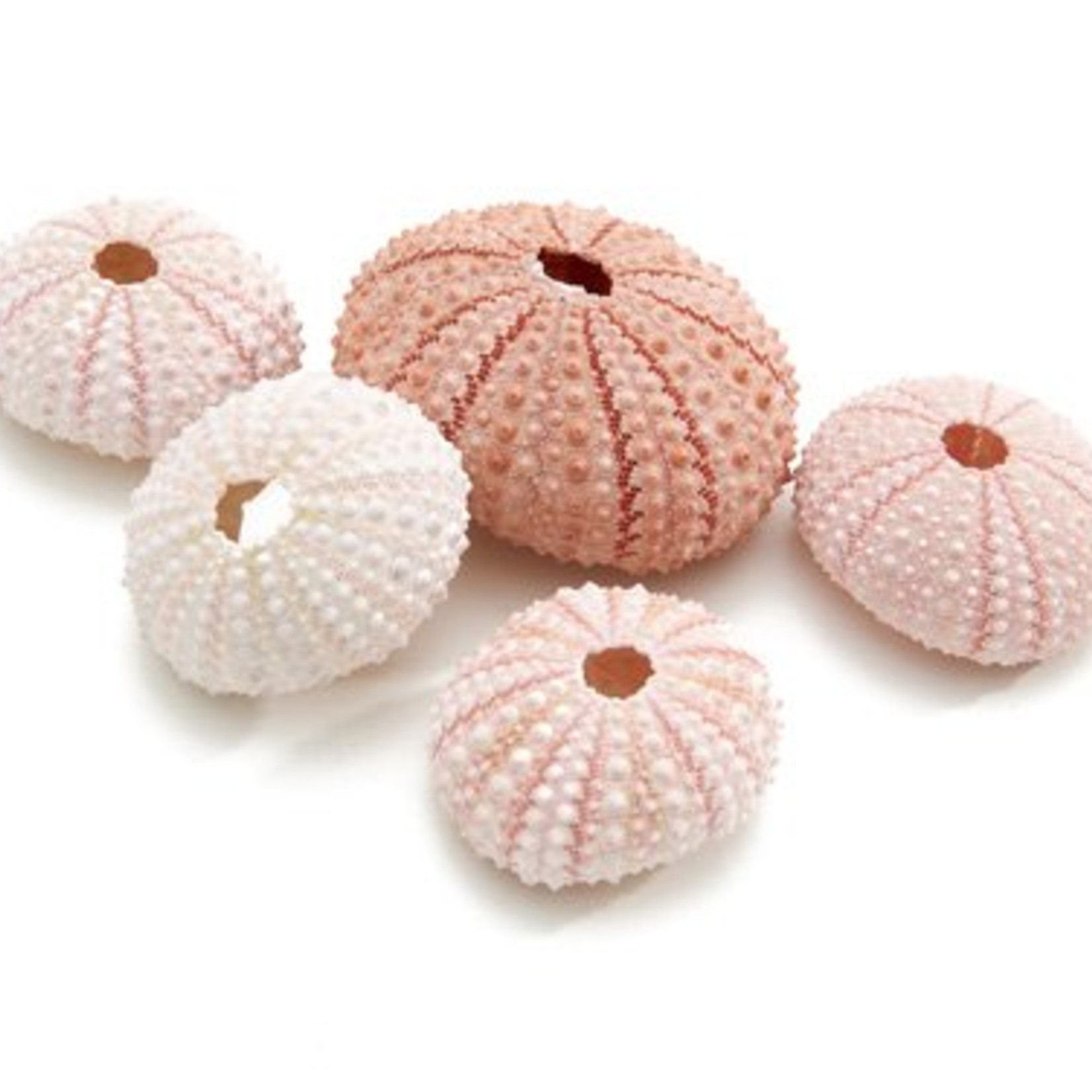 Sea urchin pink