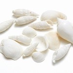 Shell mix white