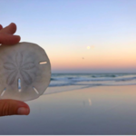 Sand Dollar