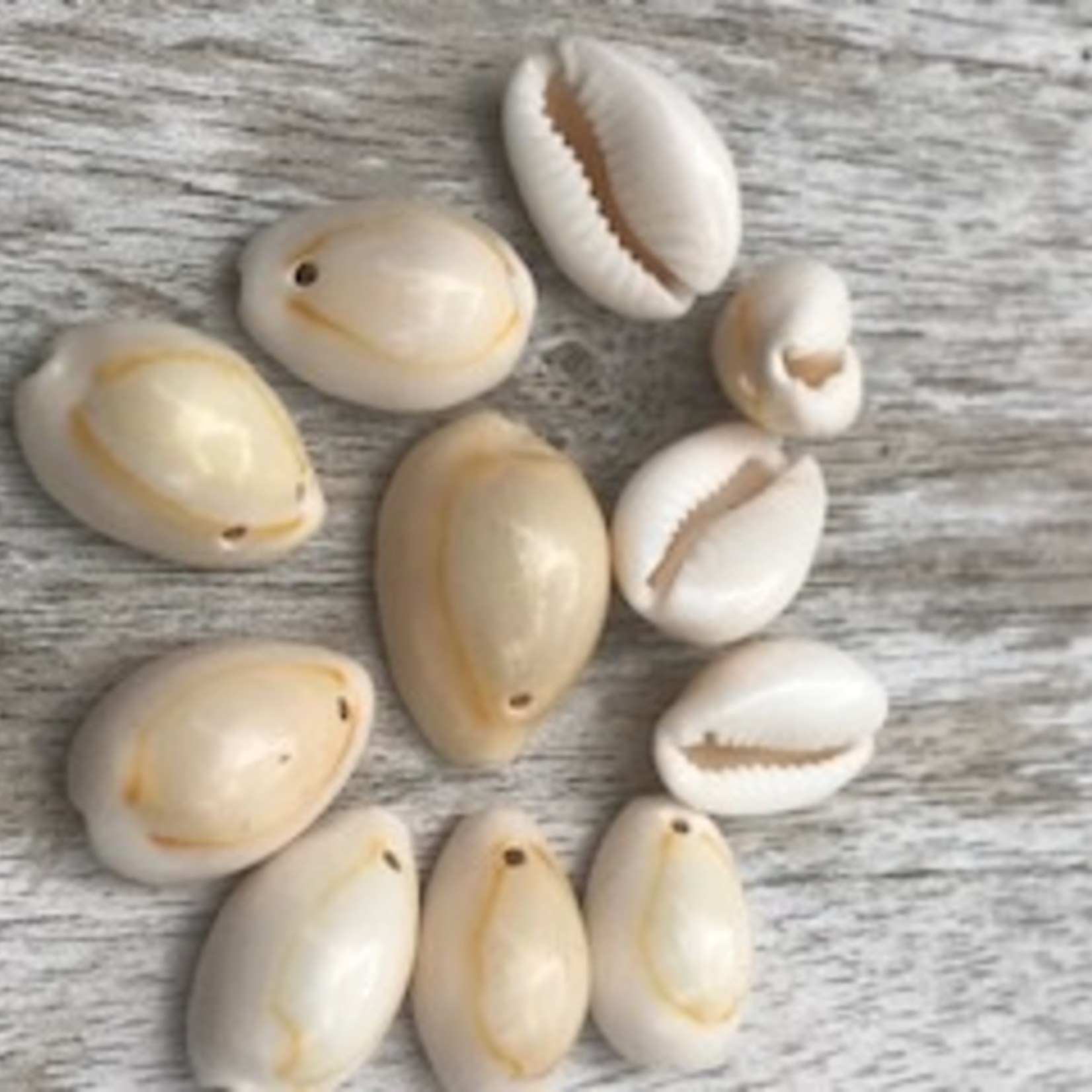 Kauri Beads