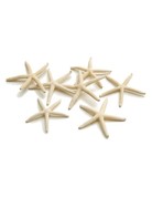 White starfish 5-7 cm