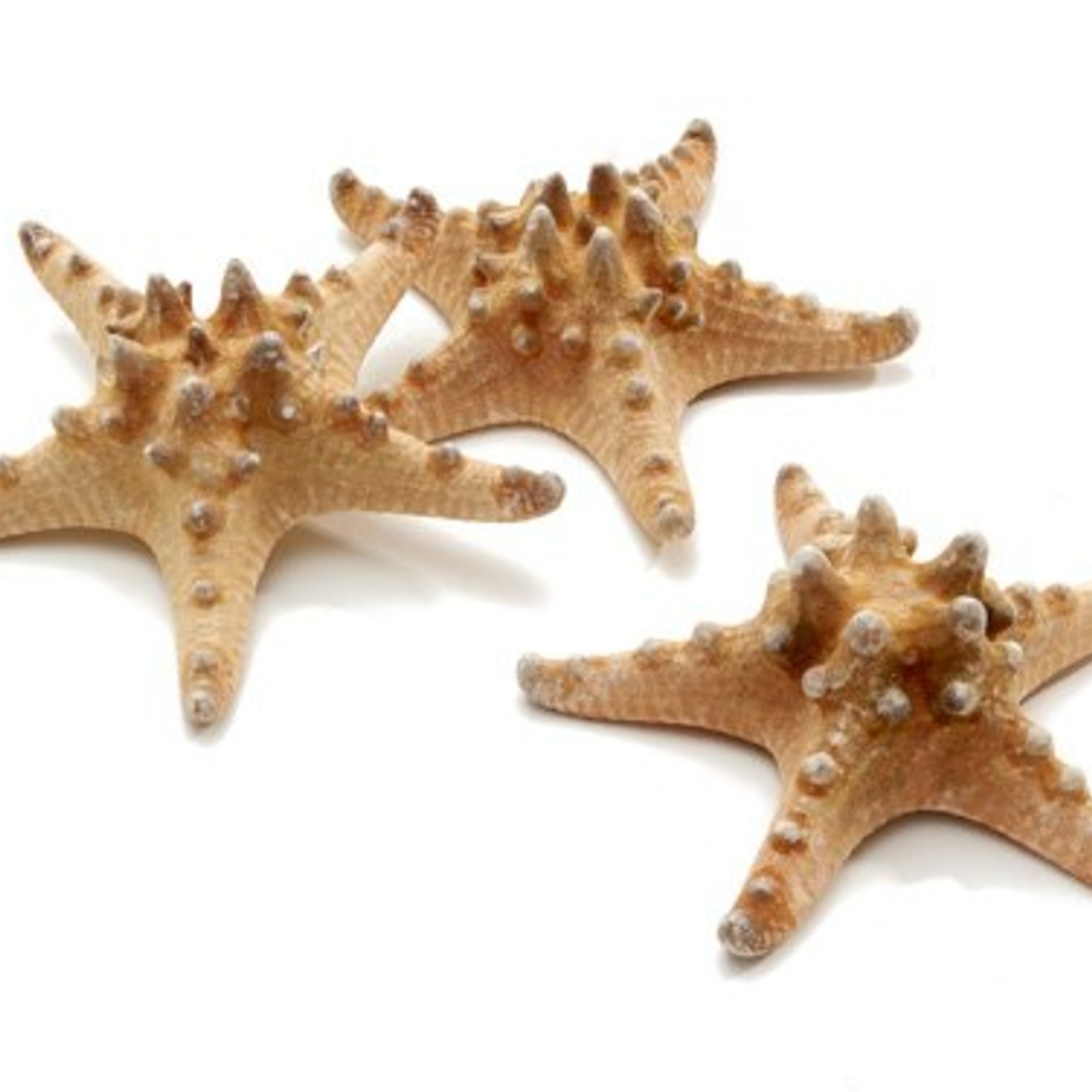 Seastar Philippine 10-15