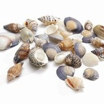 Shells mix small