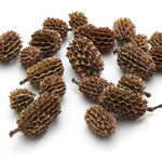 Pinecones Casuarina