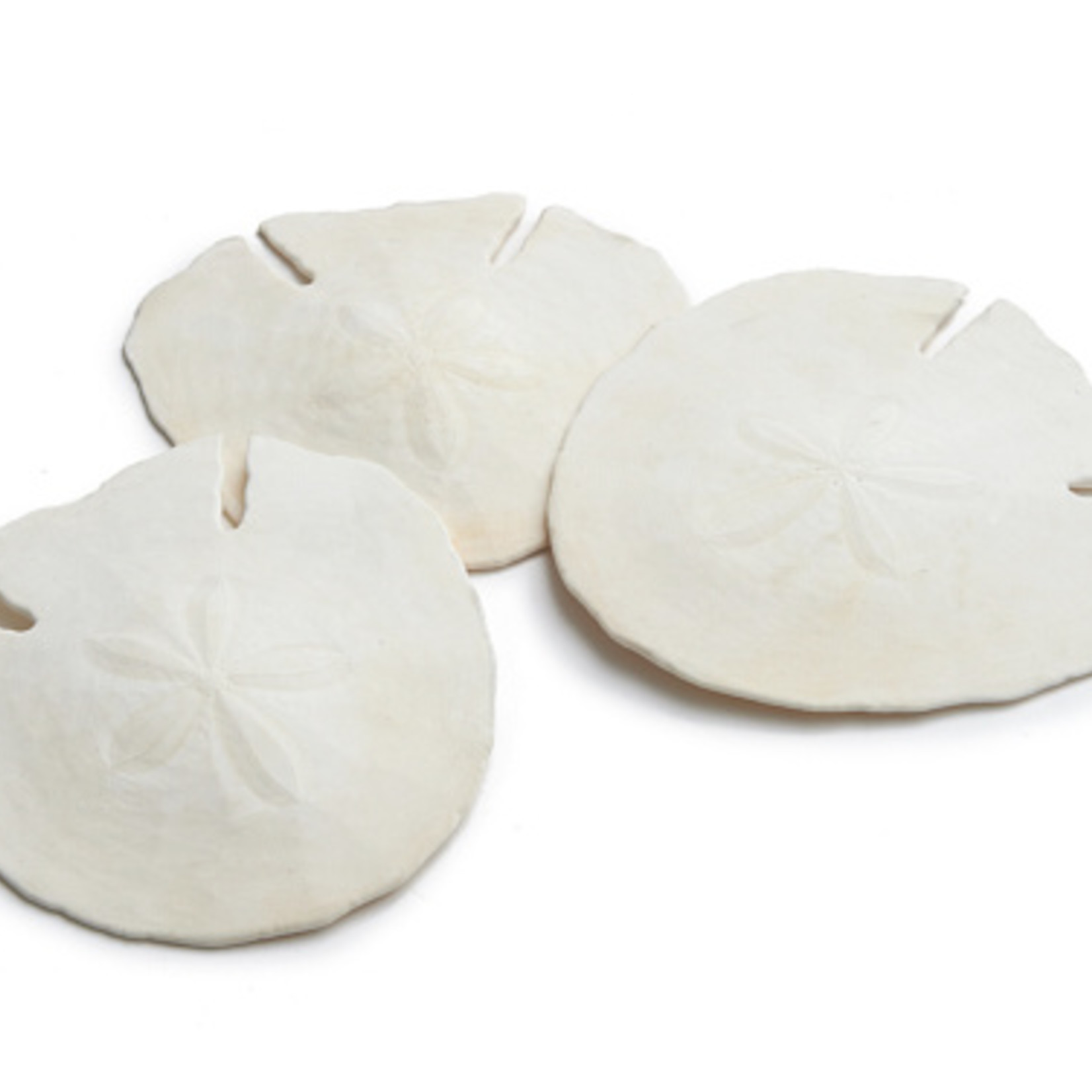 Sand Dollar Shell